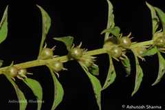 Lysimachia chenopodioides